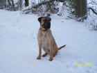 Deutsche Dogge/Mastiff/Cane Corso Welpen