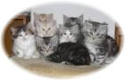 Reinrassige Maine Coon Katzen-Babys von 11 Wochen 