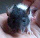 Ratten Babys nahe QLB suchen neues Zuhause  verschenken 