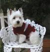 West Highland white Terrier Welpen 