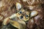 Rusische Toy Terrier Welpen