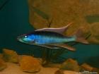 Champsochromis caeruleus