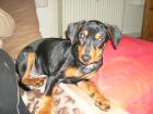 Deutscher pinscher welppe