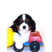 Cavalier king charles spaniel