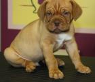 Gehorsam Bordeaux Doggen Welpen