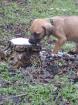 Rhodesian Ridgeback Welpe