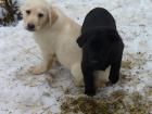 Reinrassige Labrador-Retriever Welpen