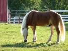 Schöne Haflinger Pferde zum Verkauf (6 Jahre alt).