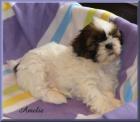 Süße Shih Tzu Welpen