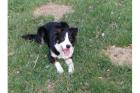 Border Collie Welpen