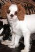 Cavalier King Charles Welpe sucht neues zuhause