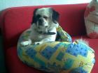 Suche Pekinese oder Mops Weiblich