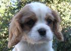 Cavalier King Charles Welpen