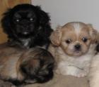 Mixe Shih Tzu