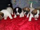 Mini-jack-russel shi-tsu welpen