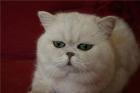 Kater Exotic Shorthair