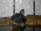 Wasserschildkröten