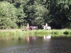 Reiterferien auf Isländerhof in Schleswig-Holstein