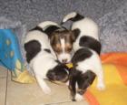 Jack Russell Welpen mit Papiere