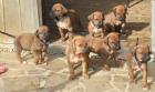 Rhodesian Ridgeback Welpen suchen ein zu Hause