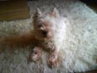 West Higland Terrier (13 Jahre)