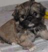 Edelmixwelpen Shihtzu