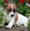 Jack Russell Terrier Welpen