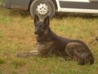 Schäferhund_Labradormix