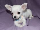 Mini Chihuahua Welpen