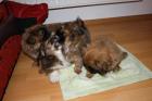 Reinrassige Pekinese Welpen