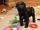 Kerry Blue Terrier Welpen