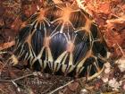 Geochelone gigantea, Pardlais, radiata, galapagos zum Verkauf in dieser Zeit. 