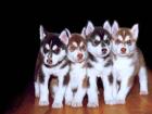 Reinrassig husky siberian welpen