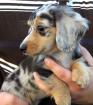 Teckel Blue Merle