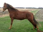 Deckanzeige Tennessee Walking Horse TWHBEA Prides Storm Cloud