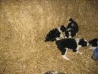 Border-Collie Welpen, Rüden vom 27.01-0.7978