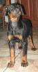 Doberman welpen