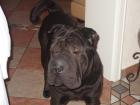 Shar Pei Rüde  (16 Monate)