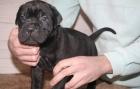 Cane Corso Welpen (FCI)