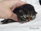 >> Sibirische Katzenbabys - Amavi*PL 