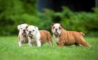 Englische Bulldogge mit Stammbaum