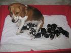 9 süße Beagle Welpen suchen Euch