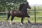 Welsh cob section C zuchthengst zu verkaufen