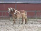 Haflinger Stute mit Stutfohlen