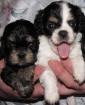 Shih Tzu Mixe