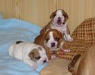 Englische Bulldogge Welpen