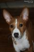 Basenji--Welpen