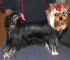 VDH Yorkshire Terrier Junghündin