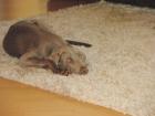 Weimaraner Rüde Pancho, 9 Monate alt, sucht neus liebevolles Zuhhause