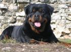 ROTTWEILERWELPEN